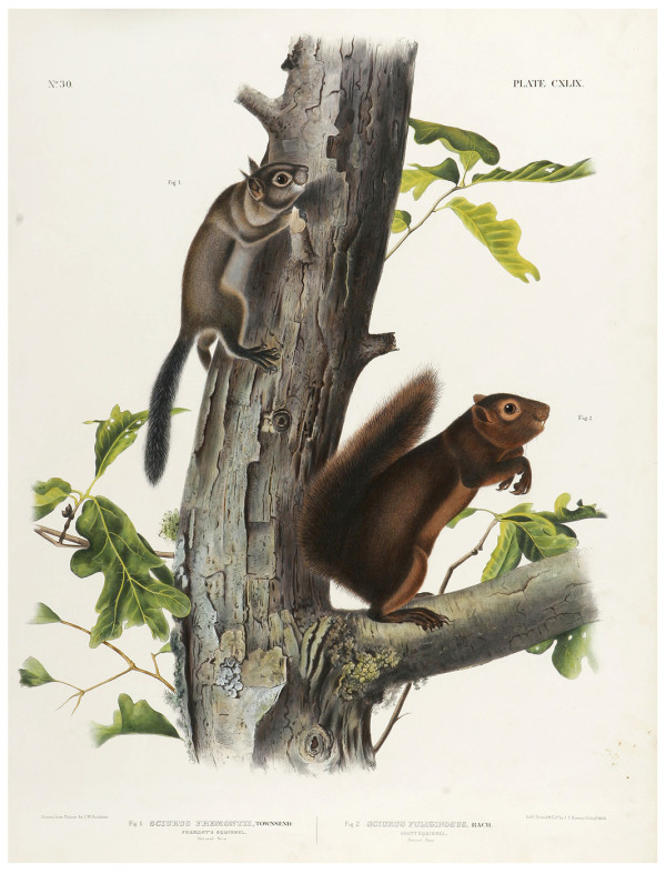 Audubon imperial print of Fremont's Squirrel and Sooty Squirrel