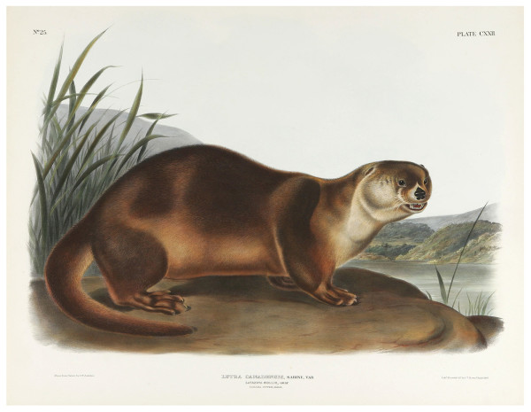 Audubon Canada Otter