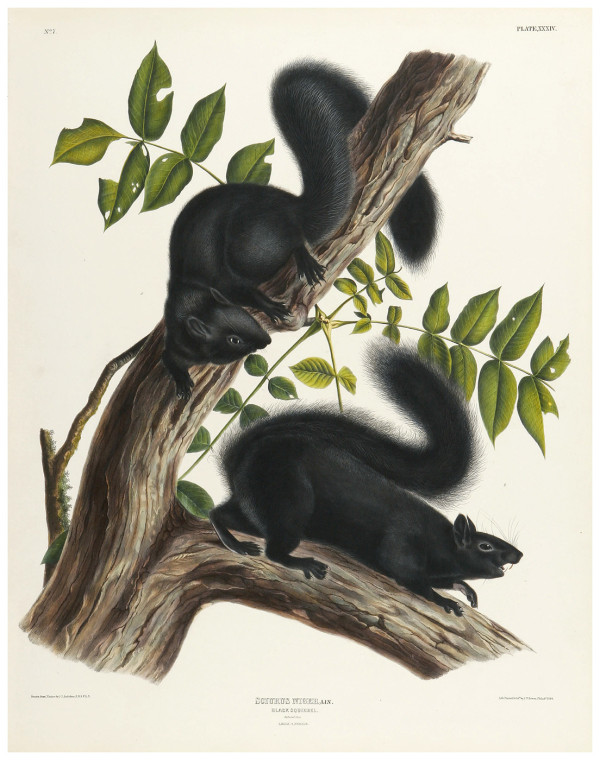 Audubon Squirrel