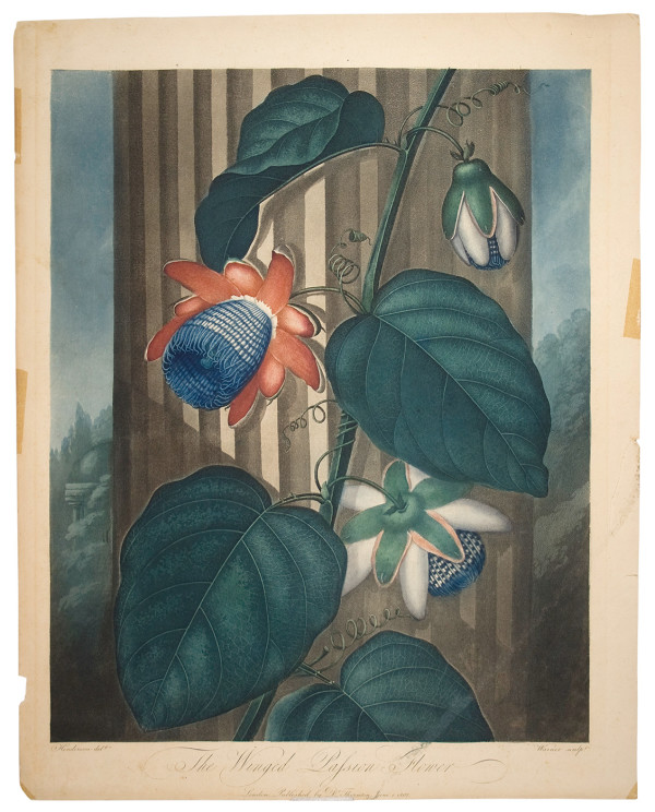 Flora illustration